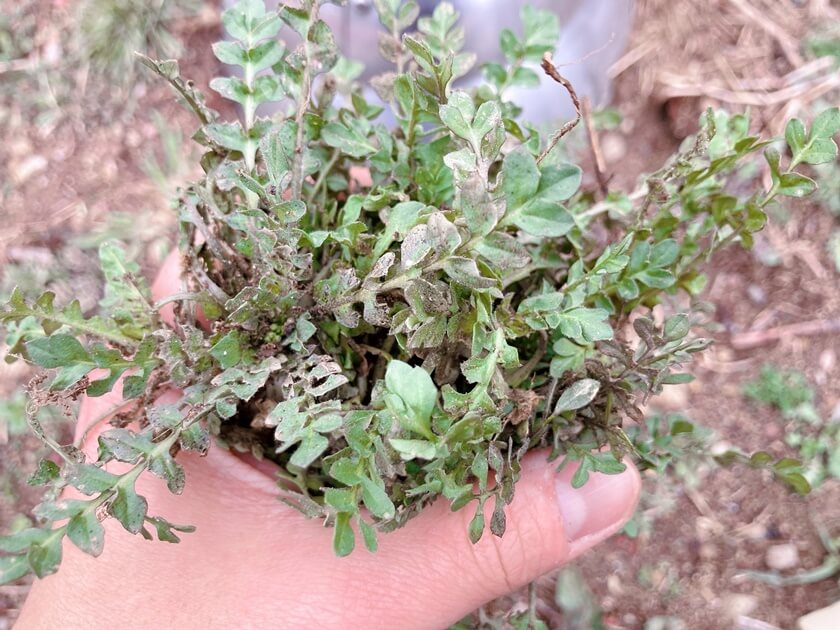 노지냉이 구별법