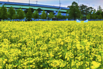 구리유채꽃축제