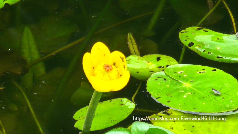 남개연꽃 개연꽃 한대수련