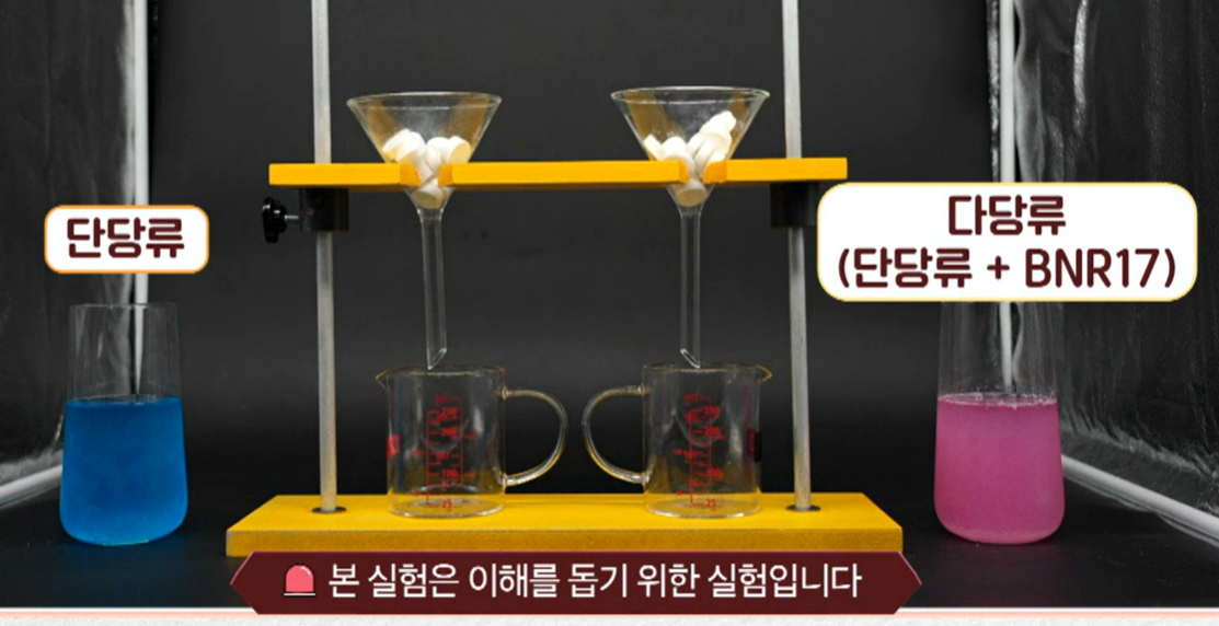 bnr17 유산균 효능