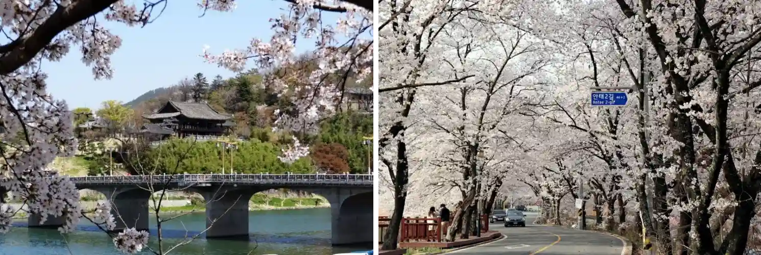 경남 밀양 벚꽃 사진