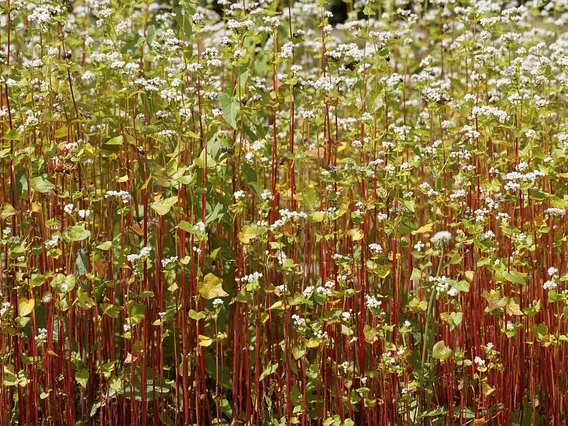 메밀차 실수 혈당 완화에 도움
