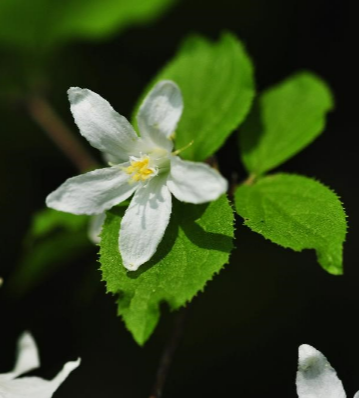바위말발도리 꽃