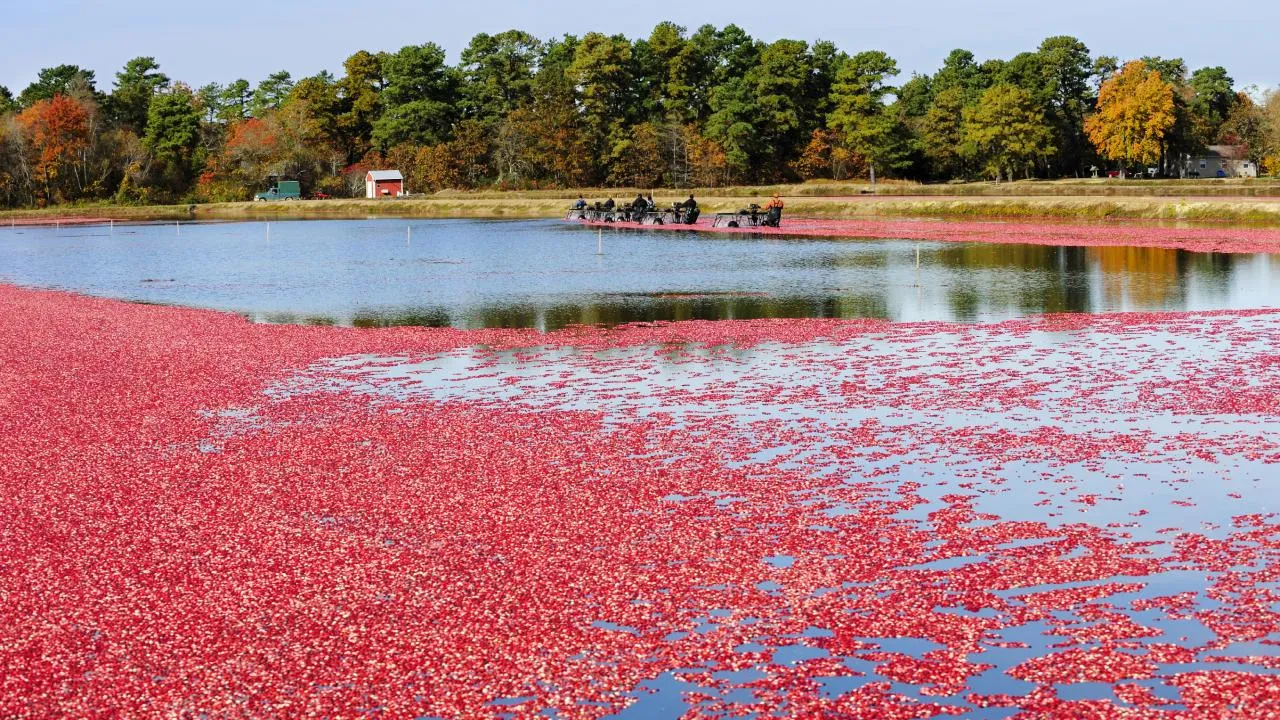 크랜베리 재배 산성 토양 물 관리 지표 재배_5