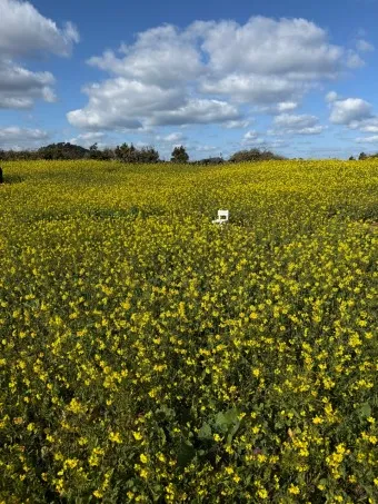 제주 유채꽃 개화 시기 봄 여행 필수 코스_25