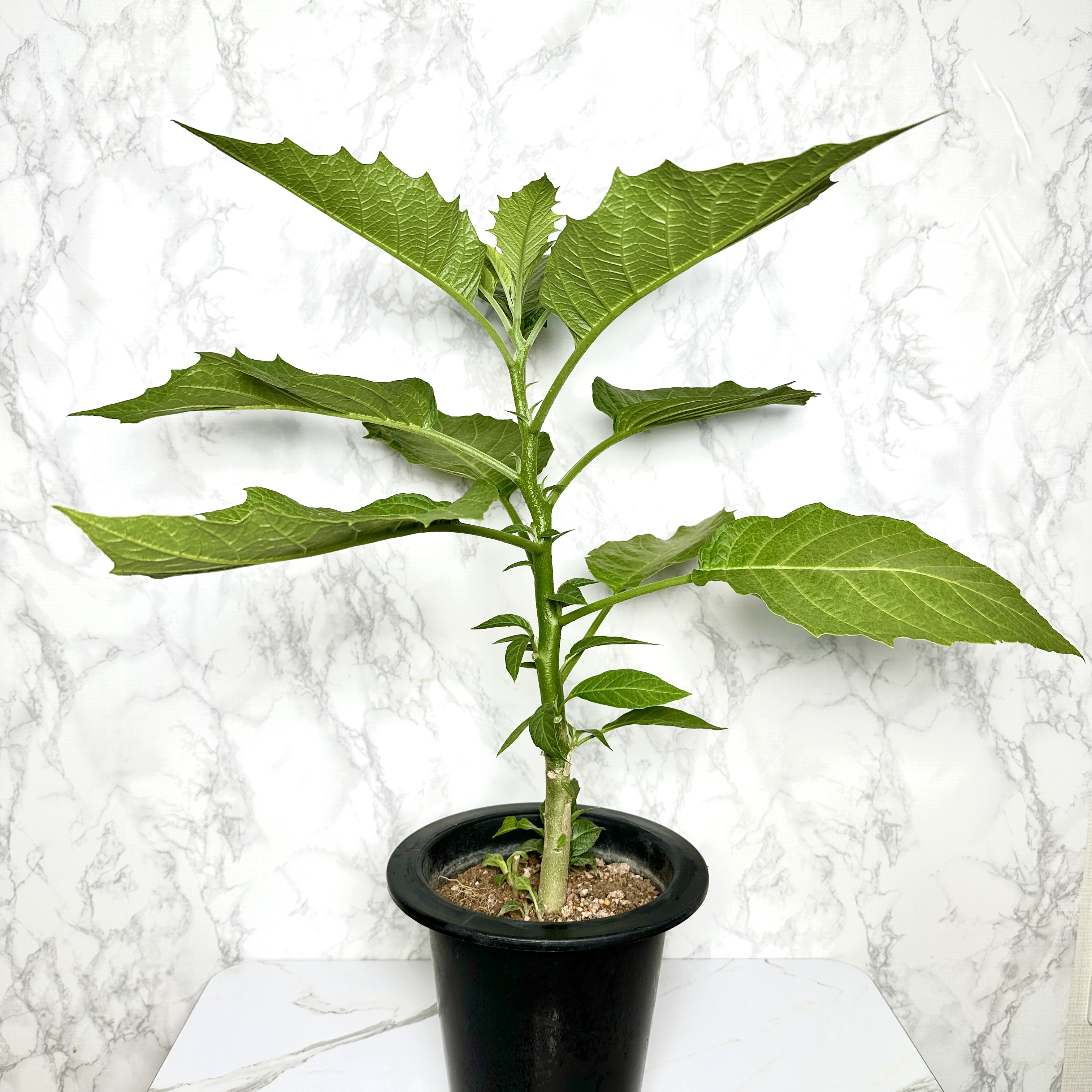 천사의나팔 키우기 꽃 꽃말 키우는방법