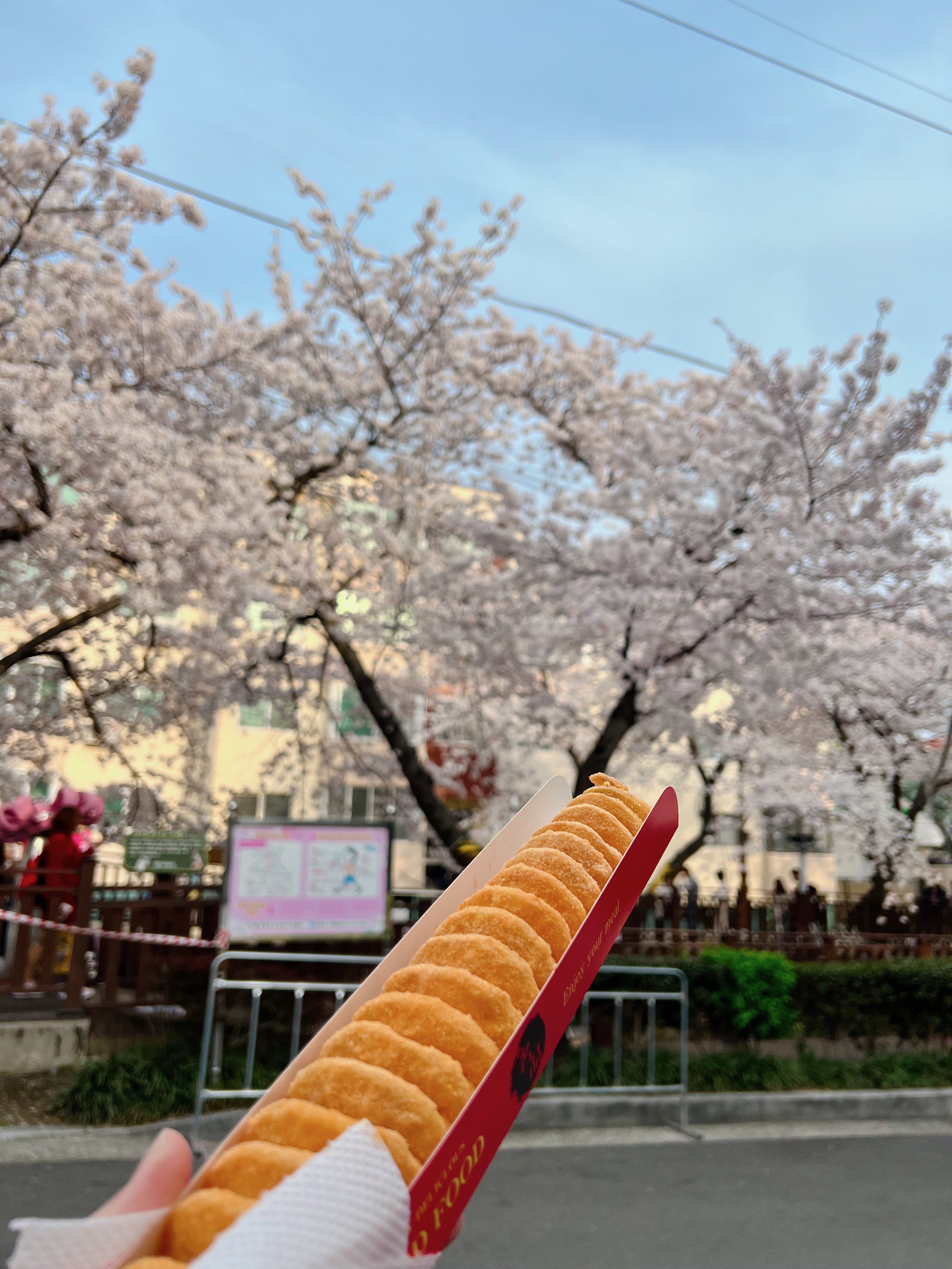 다강지로그 진해군항제