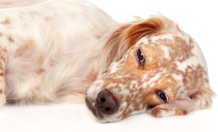 누워 있는 잉글리쉬 세터.