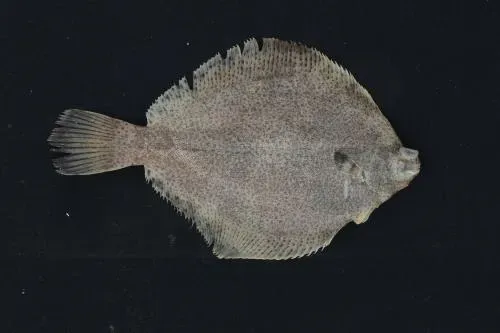 봄 도다리 제철 효능 레시피_3