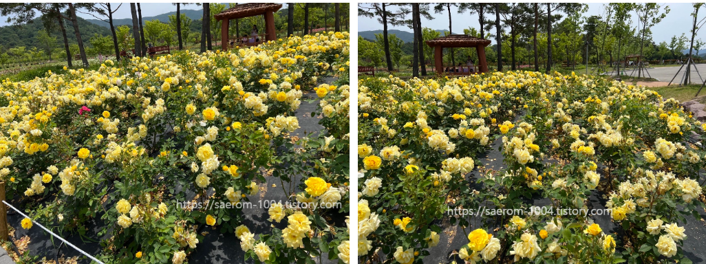 해운대 수목원 장미원 내 장미