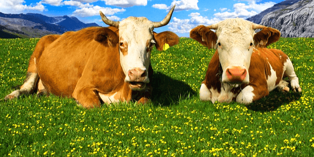 풀밭에 누런 소 2마리가 앉아서 정면을 바라본다. 풀밭에는 오란 들꽃들이 가득하다.