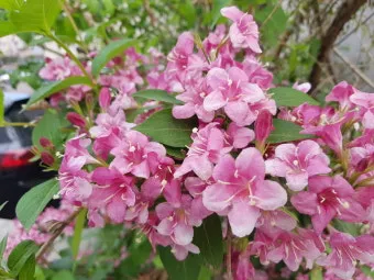 병꽃 무늬병꽃 삼색병꽃 붉은병꽃 아름다운 꽃 종류_17