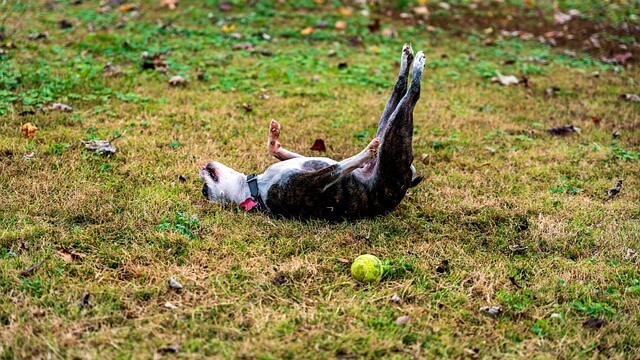 강아지 산책 주의 사항