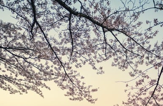 2025 진해 군항제 완벽 가이드