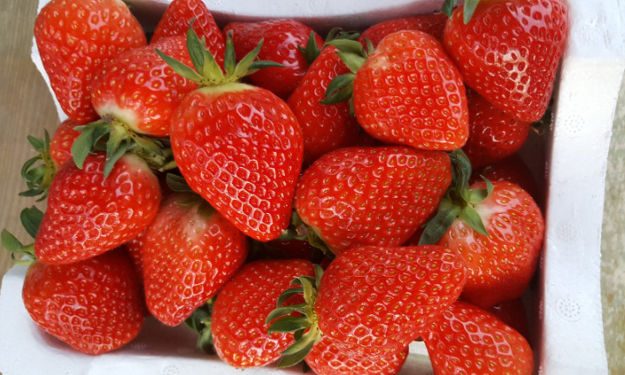 6시내고향 유기농딸기 블루베리 냉동딸기 블루베리 복분자 꾸지뽕 유기농러브팜