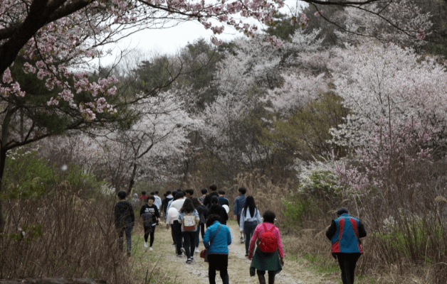 4월 축제 하는곳