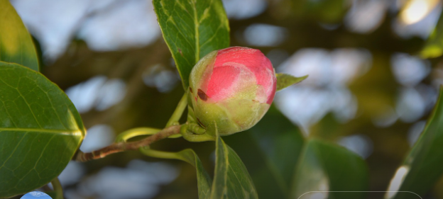 폭염 속 동백나무