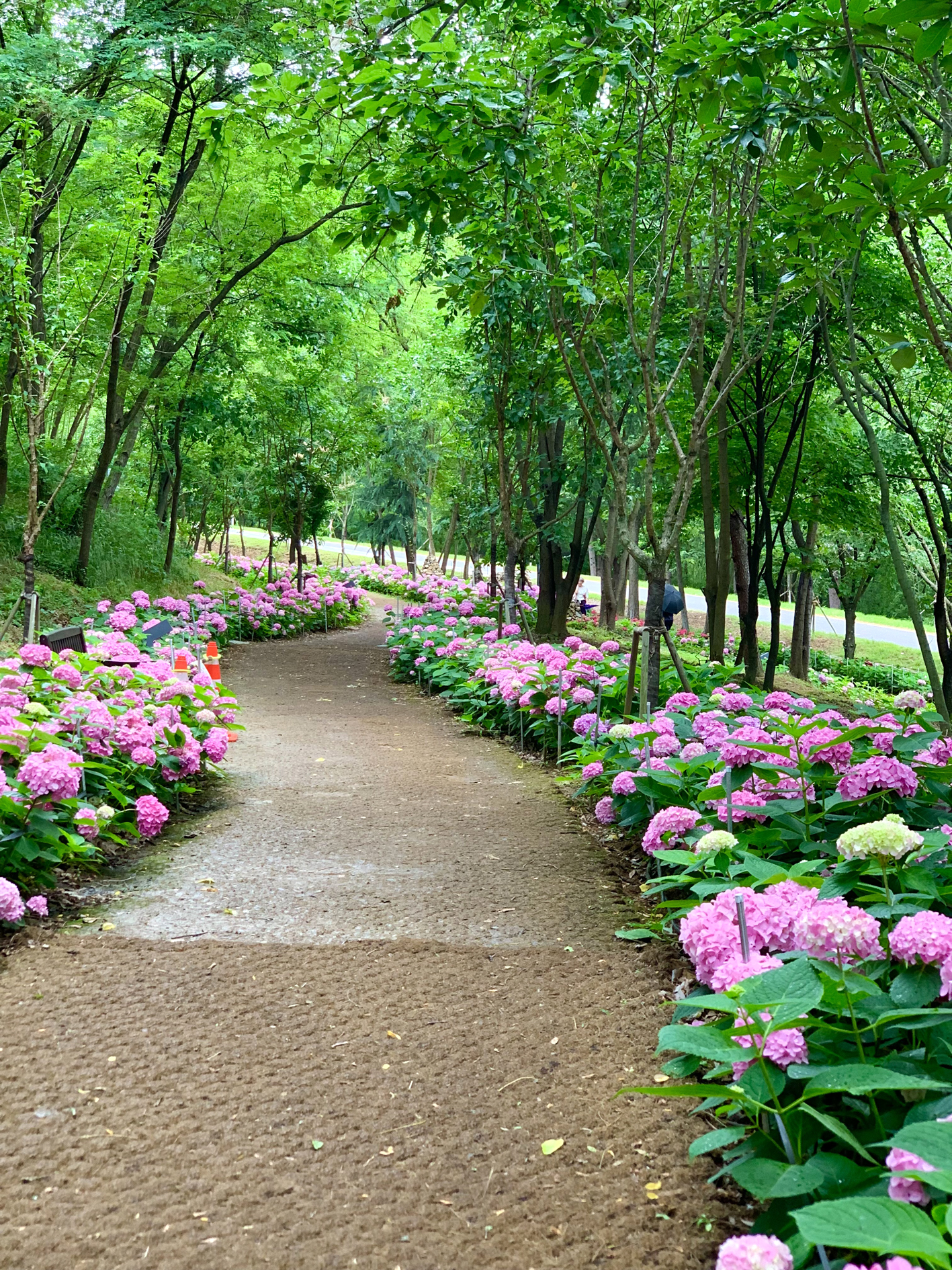 구미다온숲 수국핀 모습입니다.