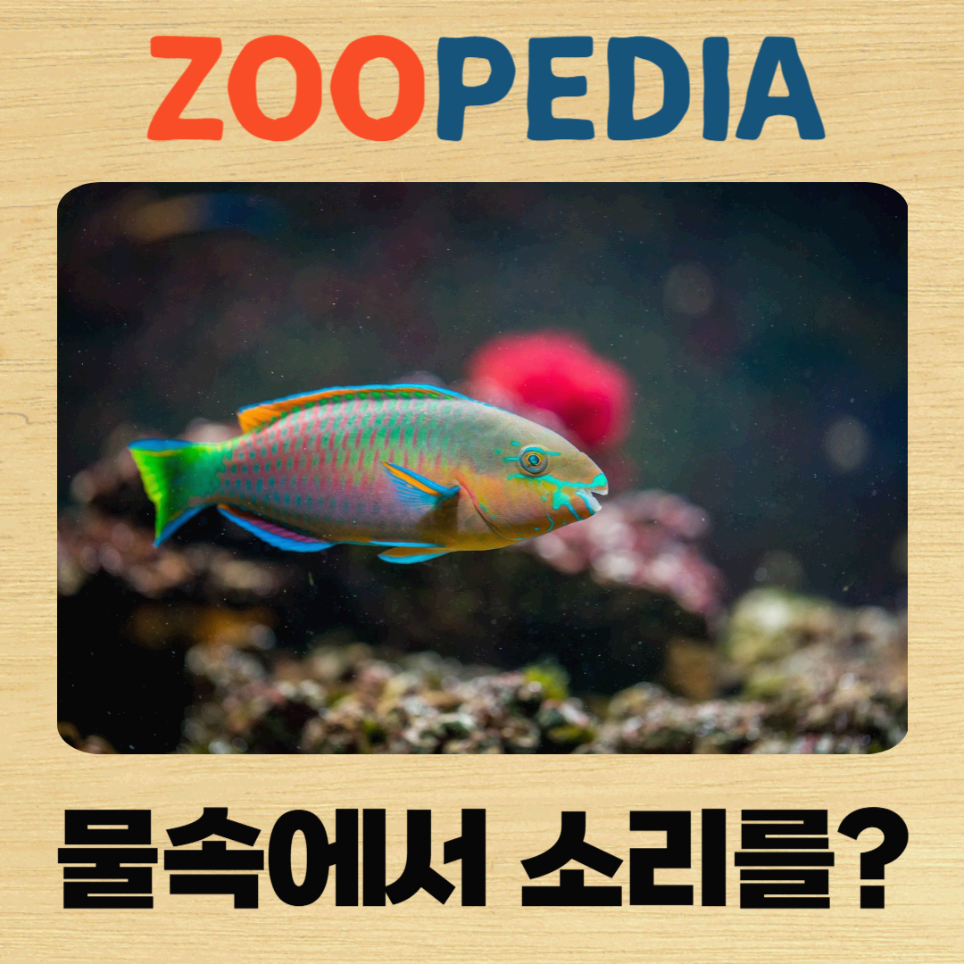 주피디아