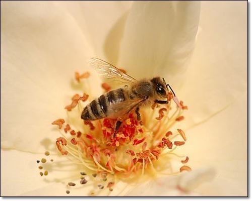 천연 영양제로 불리는 벌꿀화분