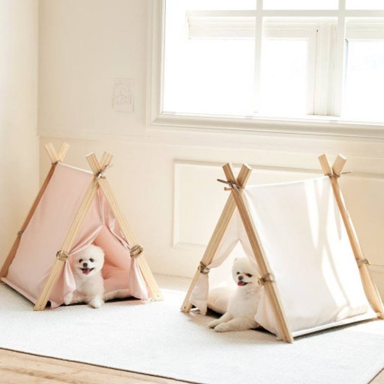 반려인능력시험