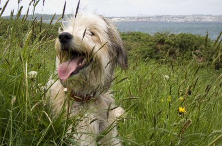테리어와 믹스한 러처.