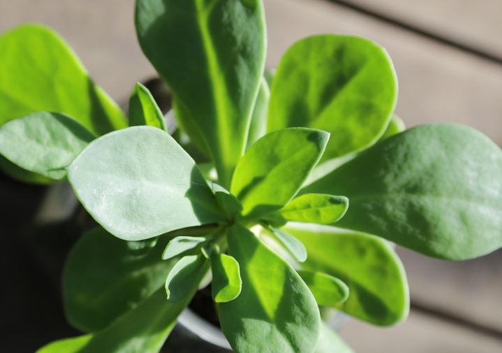 쇠비름의 특징과 생태