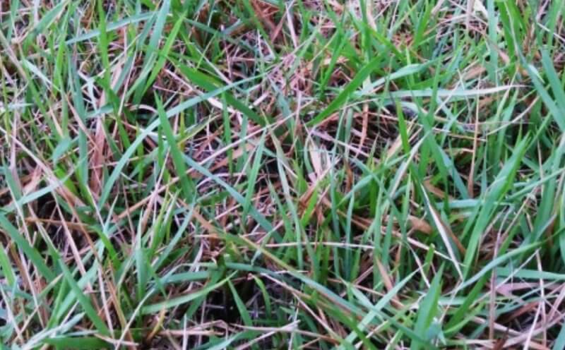 아무렇게-자란-들잔디