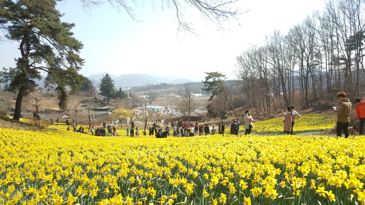 서산유기방가옥 수선화 꽃밭 사진