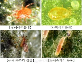 병해충 천적 활용 무당벌레 기생벌 끈끈이트랩 친환경 방제_15