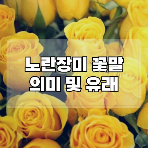 노란장미-꽃말-의미-및-유래