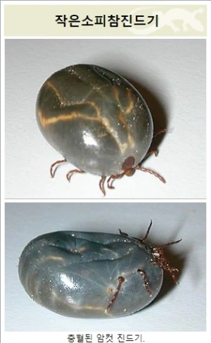 작은소참진드기