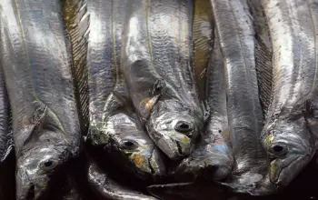 제주 갈치 가격 및 효능&amp;#44; 영양성분