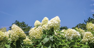 수국축제