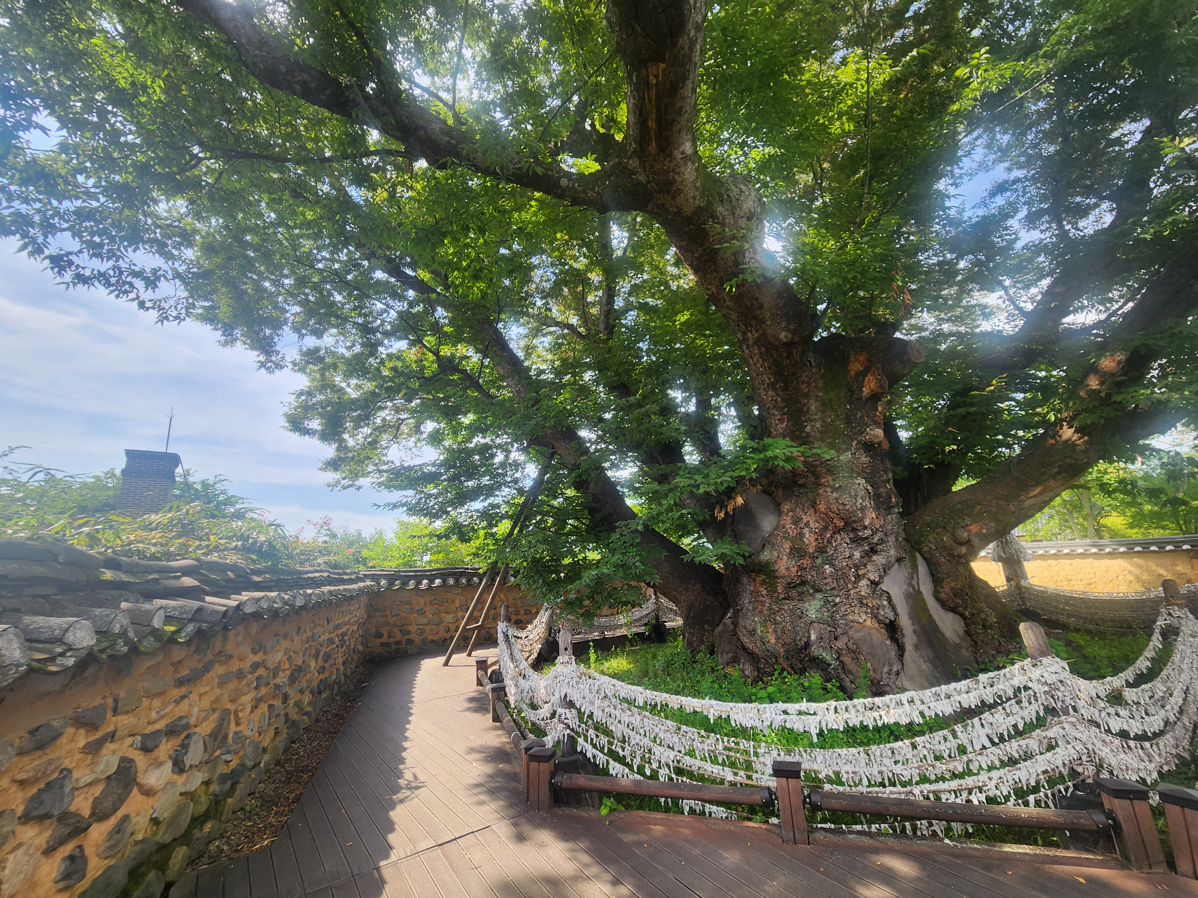 안동하회마을의 신수 삼신당