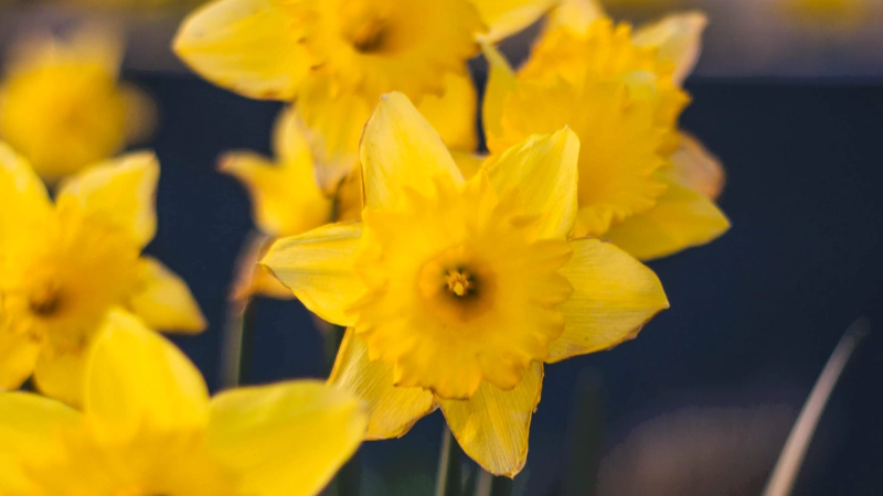 일별 탄생화 : 3월