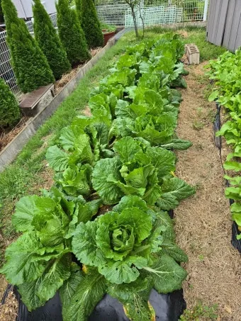 가을 텃밭 작물 추천 상추 열무 시금치 쌈채소 재배법_5