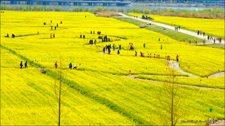 뷰선유채꽃