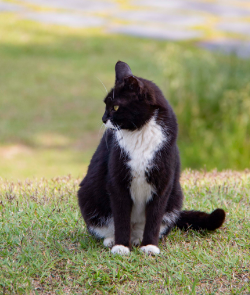 고양이 중성화 수술지원금 신청방법