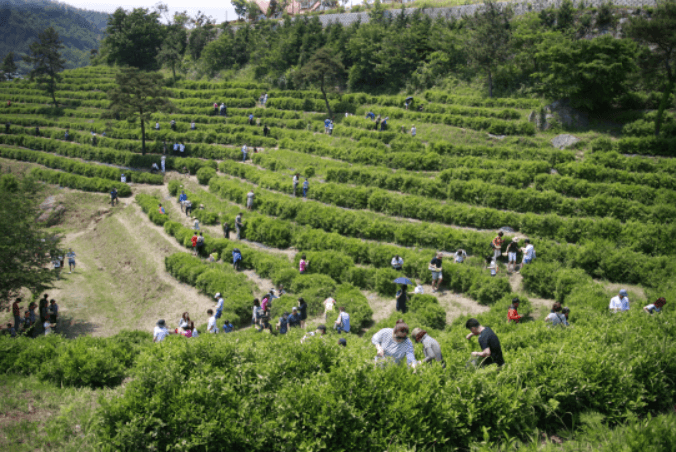 보성다향대축제
