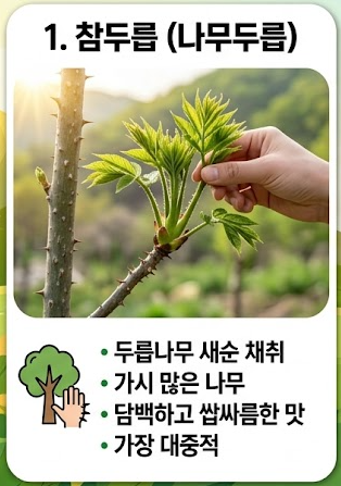 두릅 채취시기