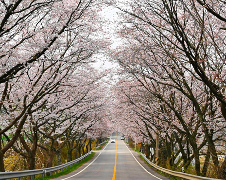 옥천 벚꽃 명소 시기 만기 벚꽃 드라이브하기 좋은 곳