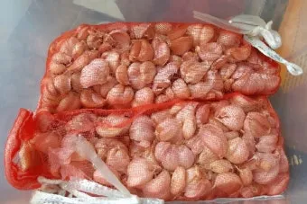 통마늘 지퍼백 보관 효과 오래 보관하는 방법_8