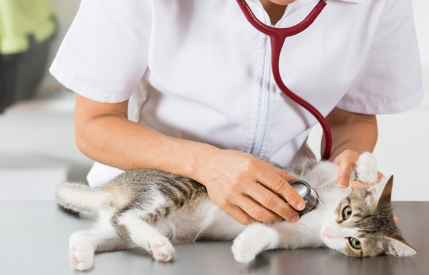 진찰 중인 고양이 사진.