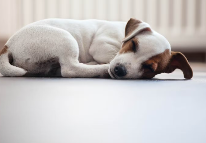 개의 파르보 바이러스 감염의 증상은?