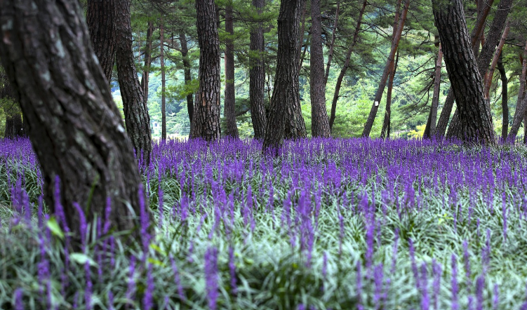 장항송림산림욕장 소나무와 맥문동