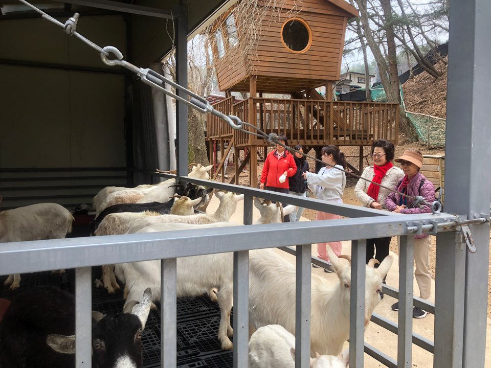 산양 우리앞에서 먹이체험을 하는 모습