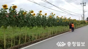 해바라기길 산책 시간 그늘 벤치 위치 휴식 포인트_24