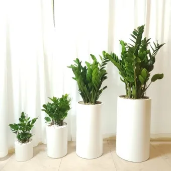 금전수 물주기 과습예방 배수층 만들기 흙선택 시니어도 편한 관리_7