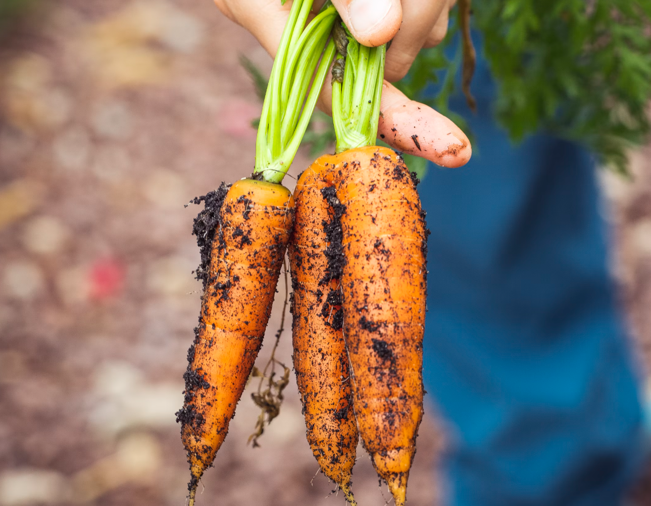 수확한-당근-사진